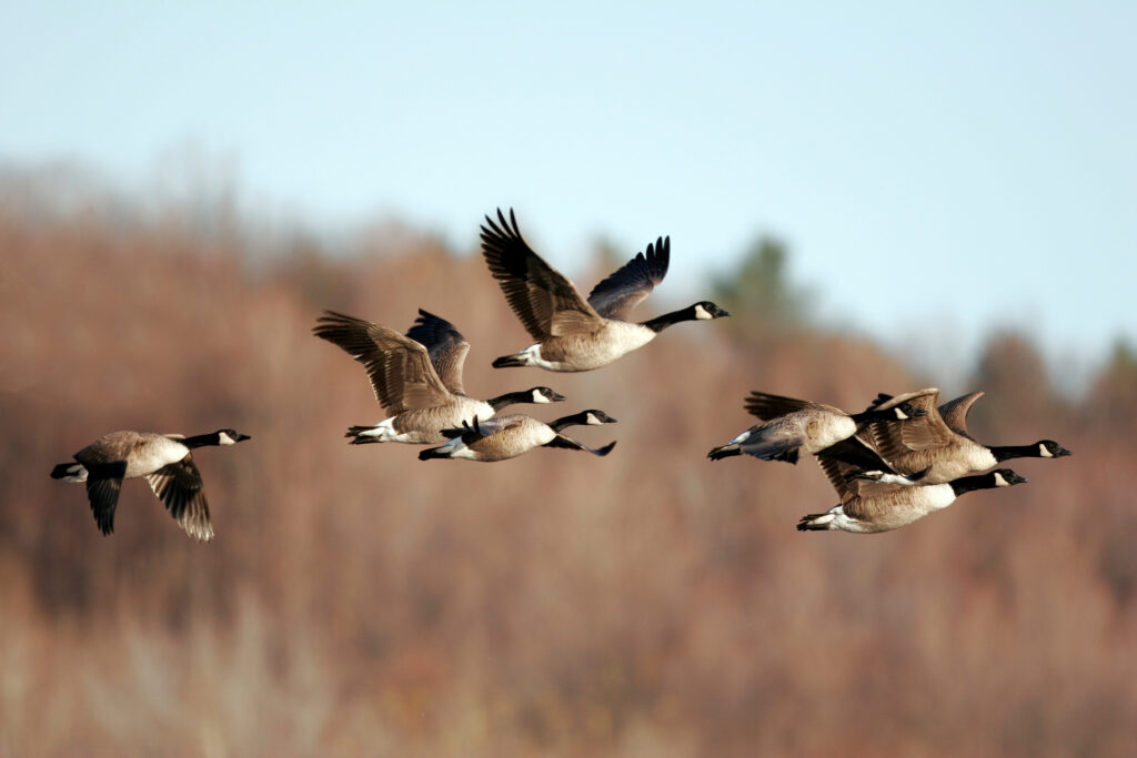 canada geese in flight