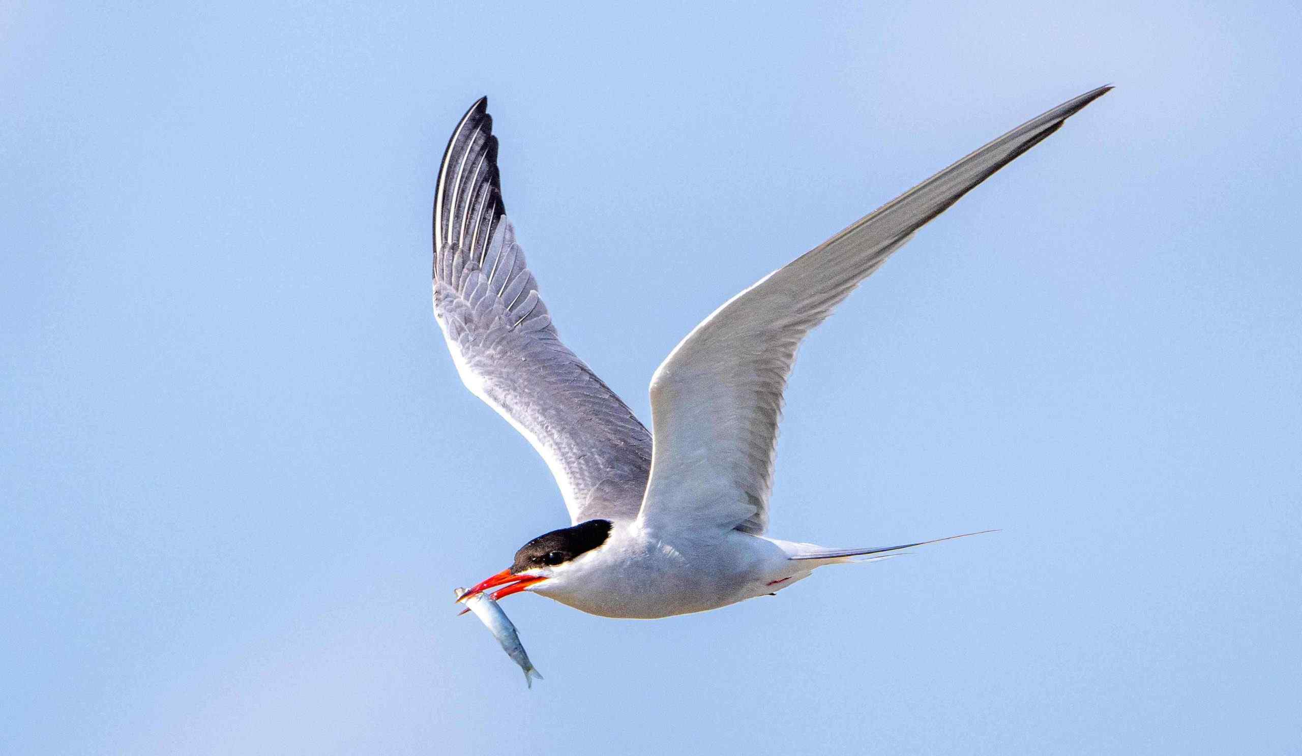 Common Tern Flying with fish in Chichester Harbour