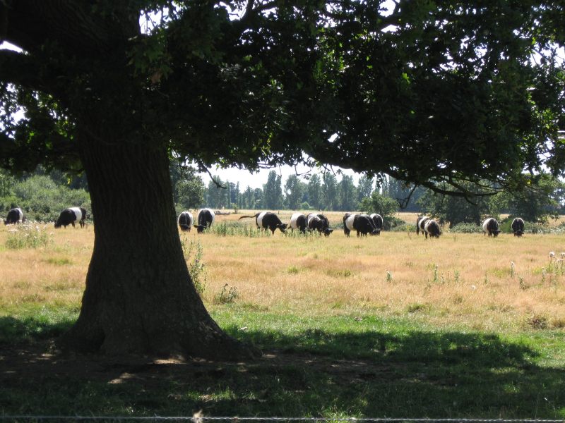 tree and cows field