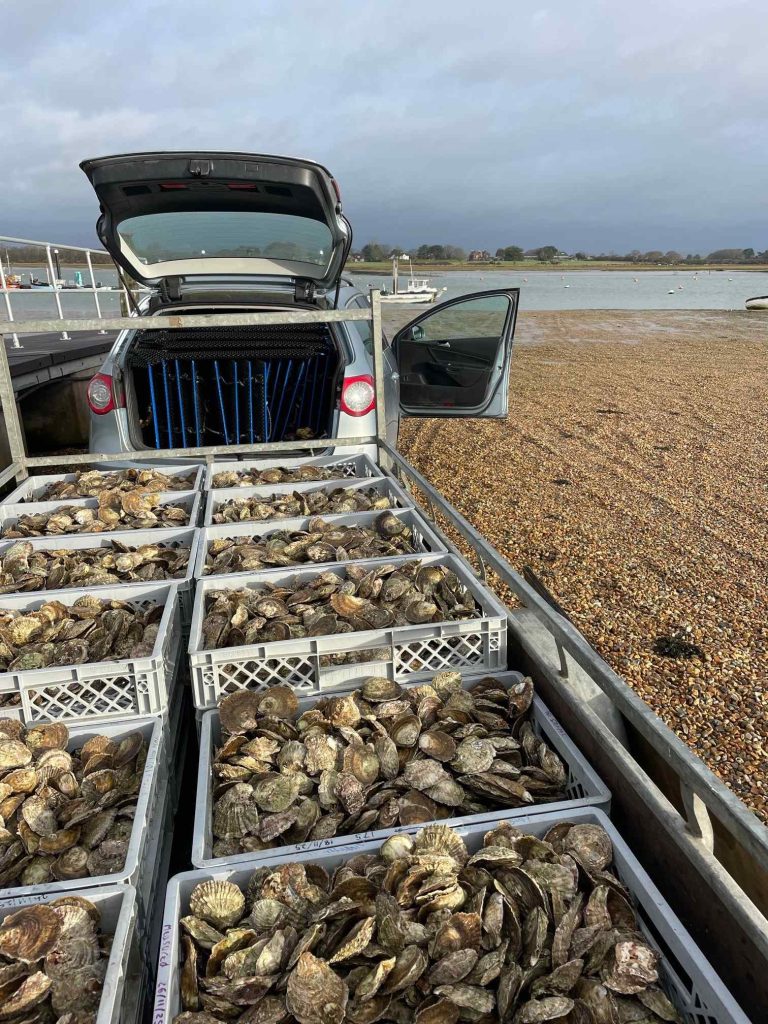 5000 native oysters ready for installation