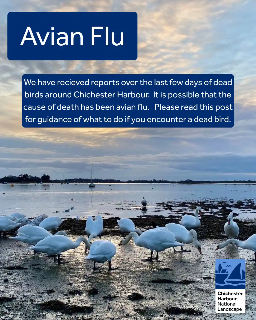 Avian Flu Information Banner