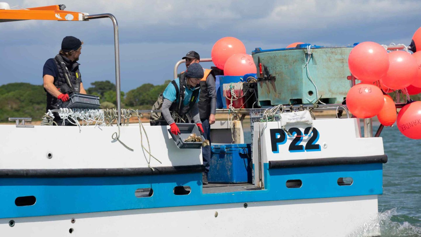 Blue Marine deploying oysters on new reef