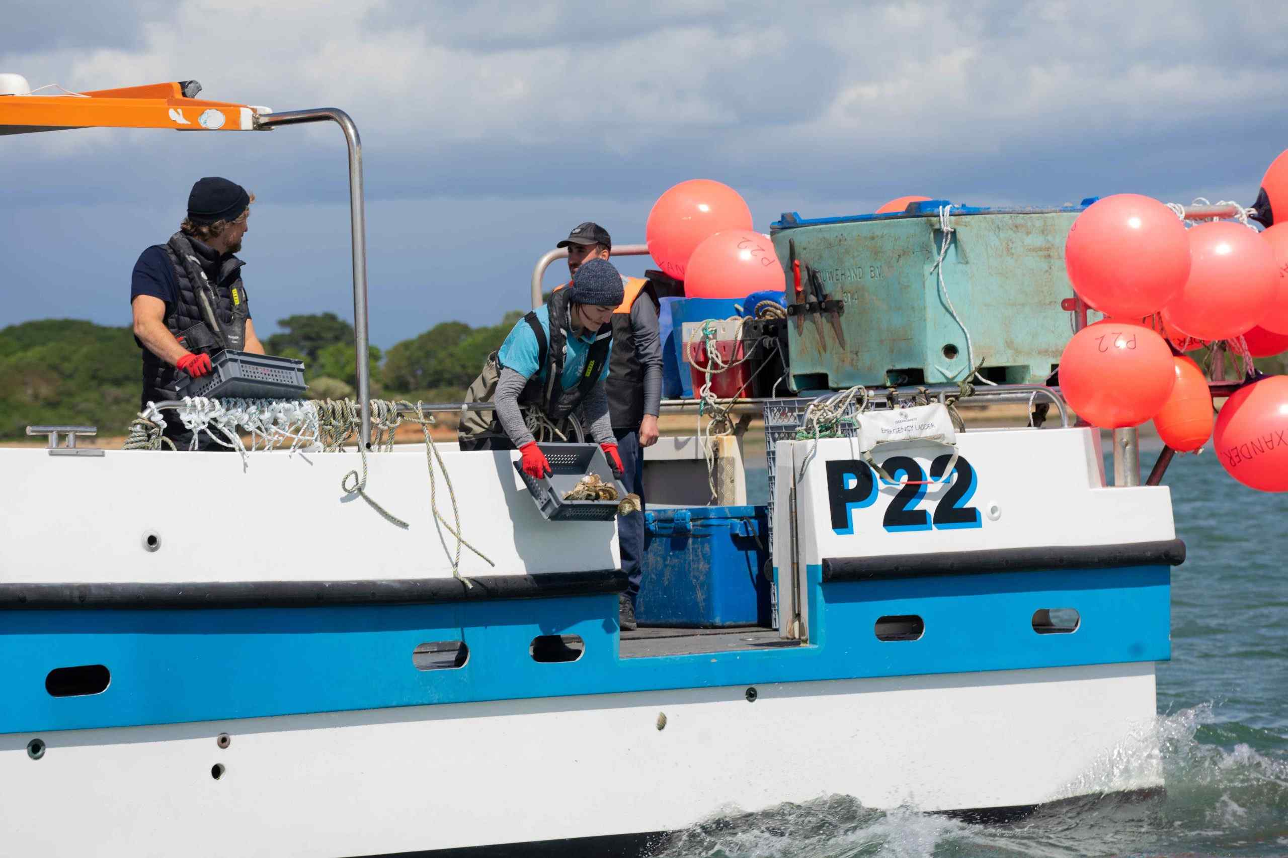 Blue Marine deploying oysters on new reef