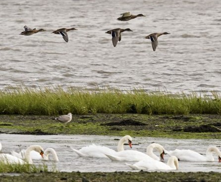 Brent Geese & Swans