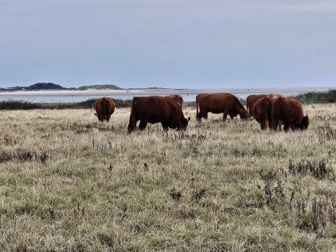 Brown Cows in Field in Chichester Harbour