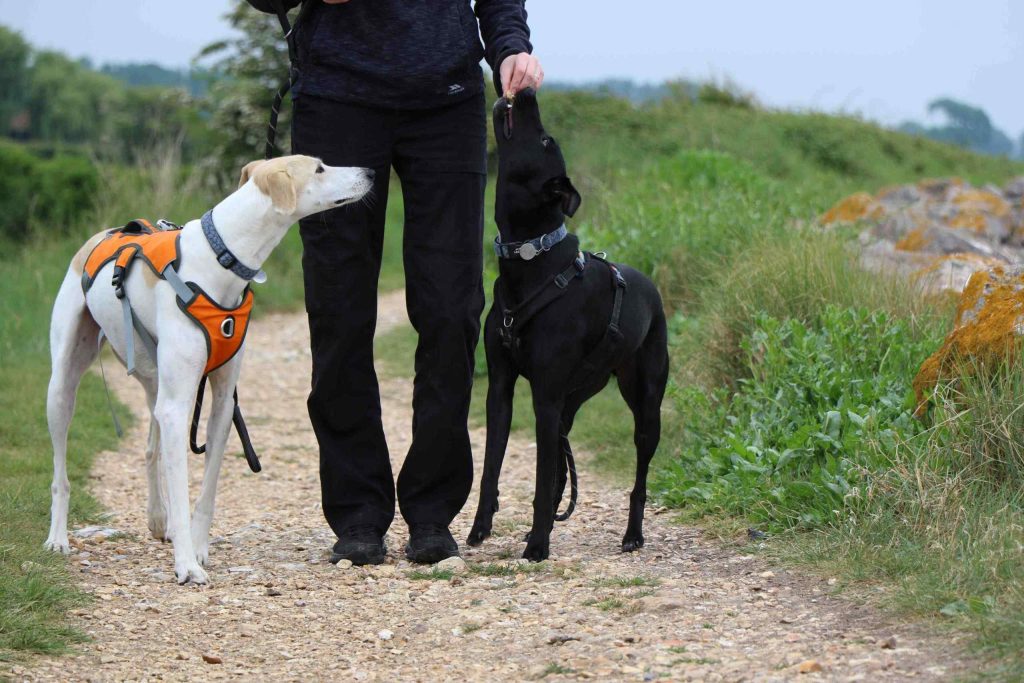 Walker with two dogs on coastal path