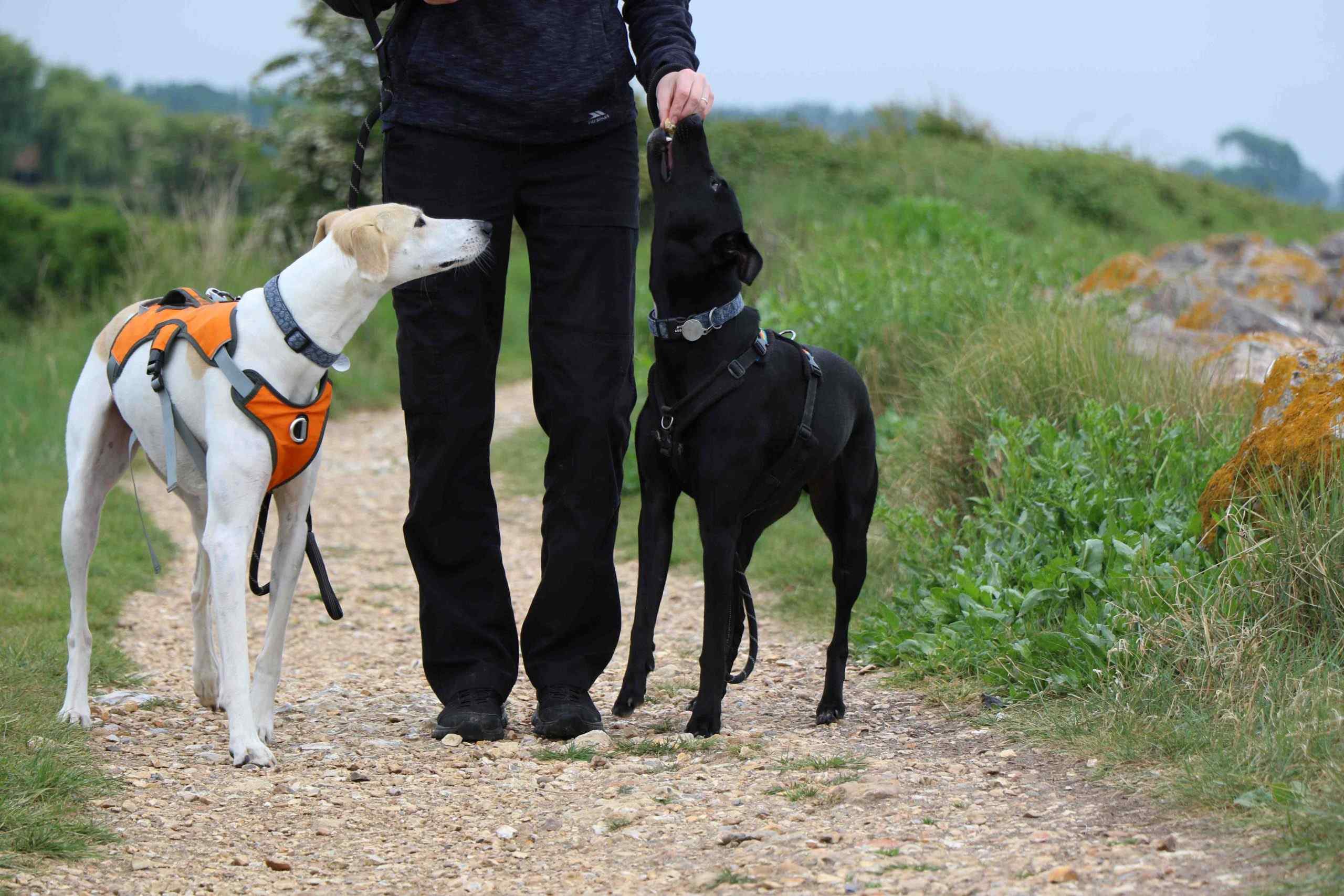 Walker with two dogs on coastal path