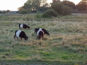 Cows