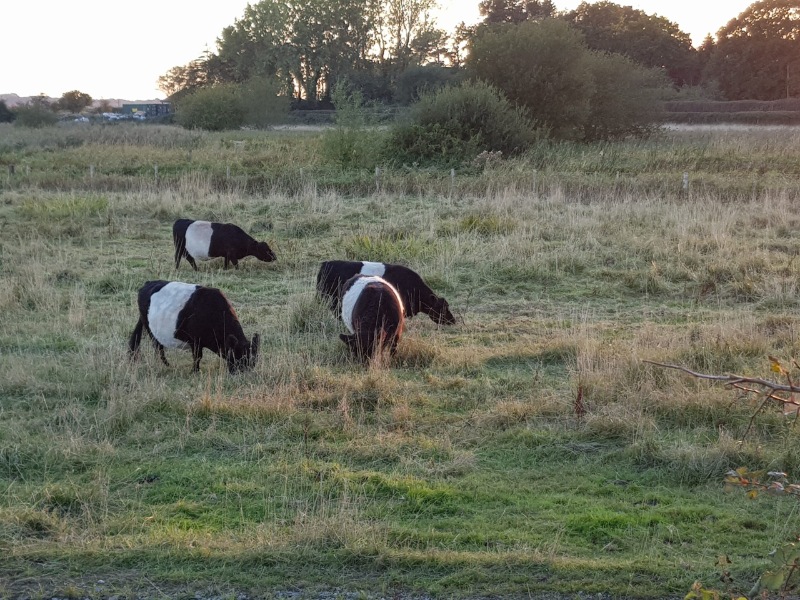 Cows