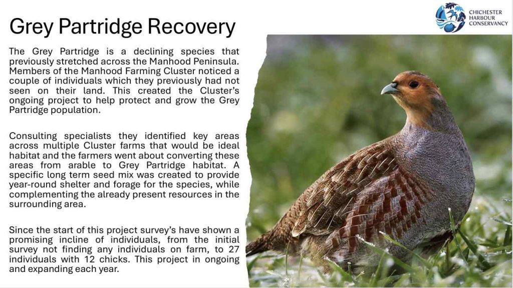 Grey Partridge Recovery