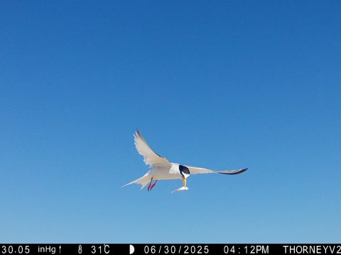 Seagull with Fish Chichester Harbour