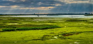 Macroalgae in Chichester Harbour