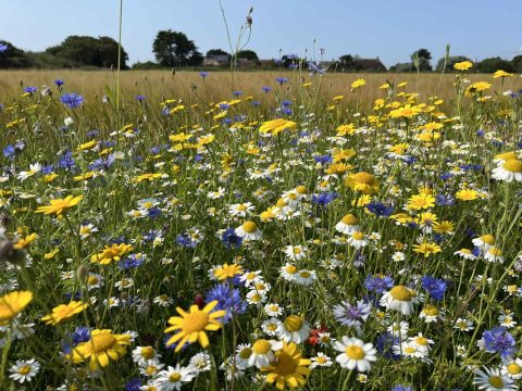 Partridge Wildflower Mix