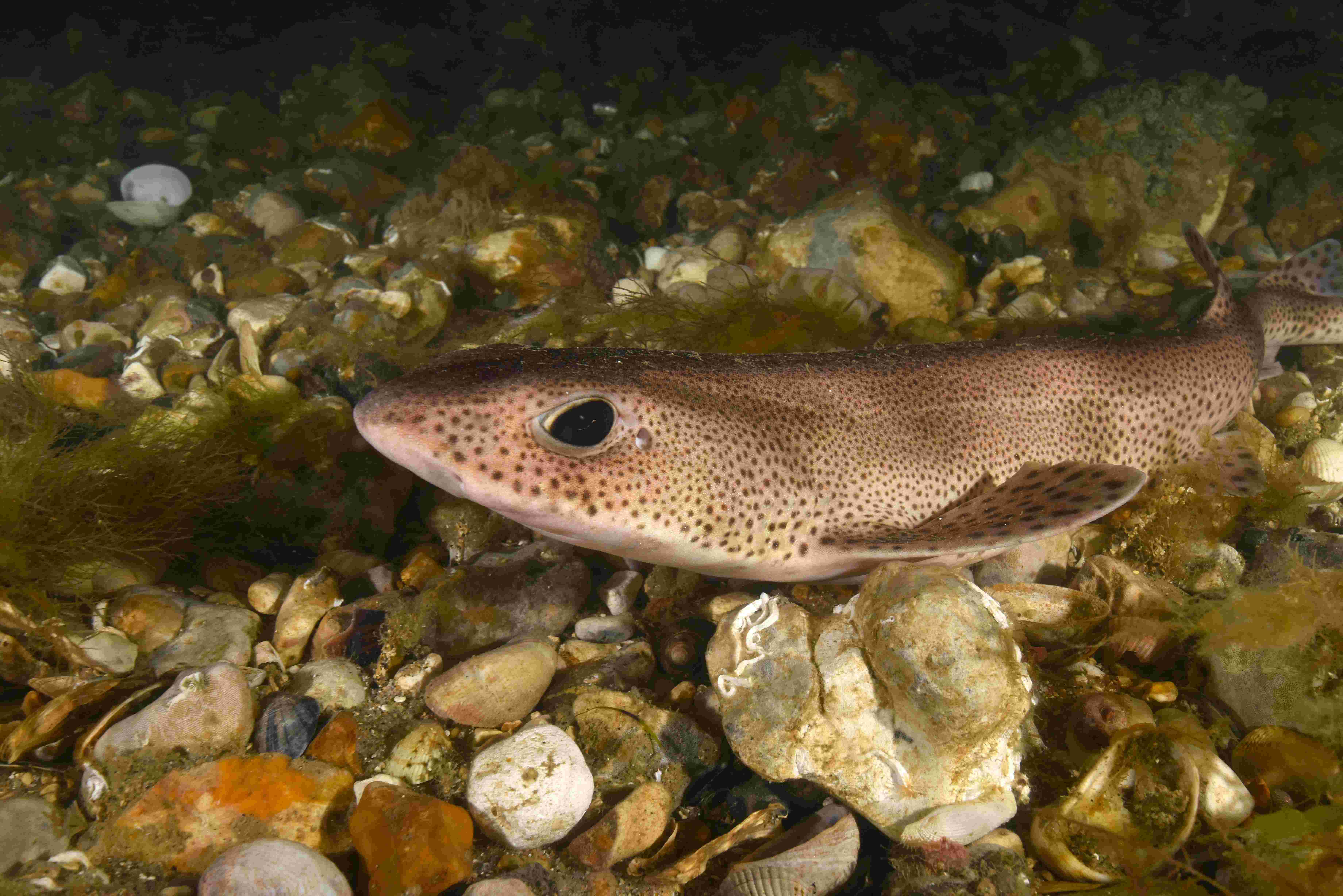 Small or Lesser Spotted Cat Shark
