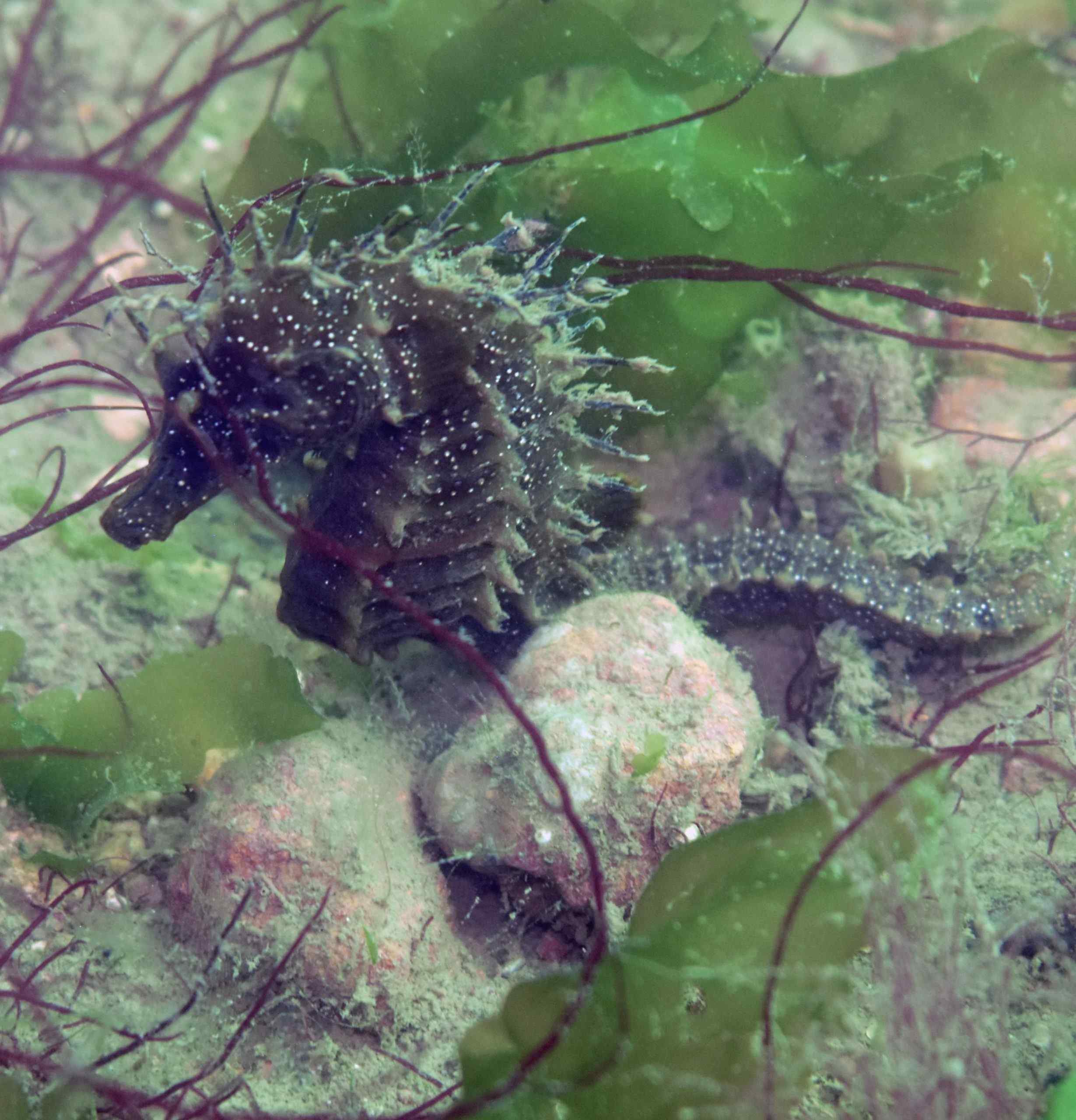 Spiny Seahorse