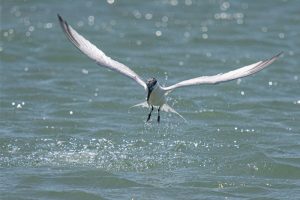 SandwichTern-and-fish-East Head beach