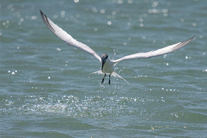 SandwichTern-and-fish-East Head beach
