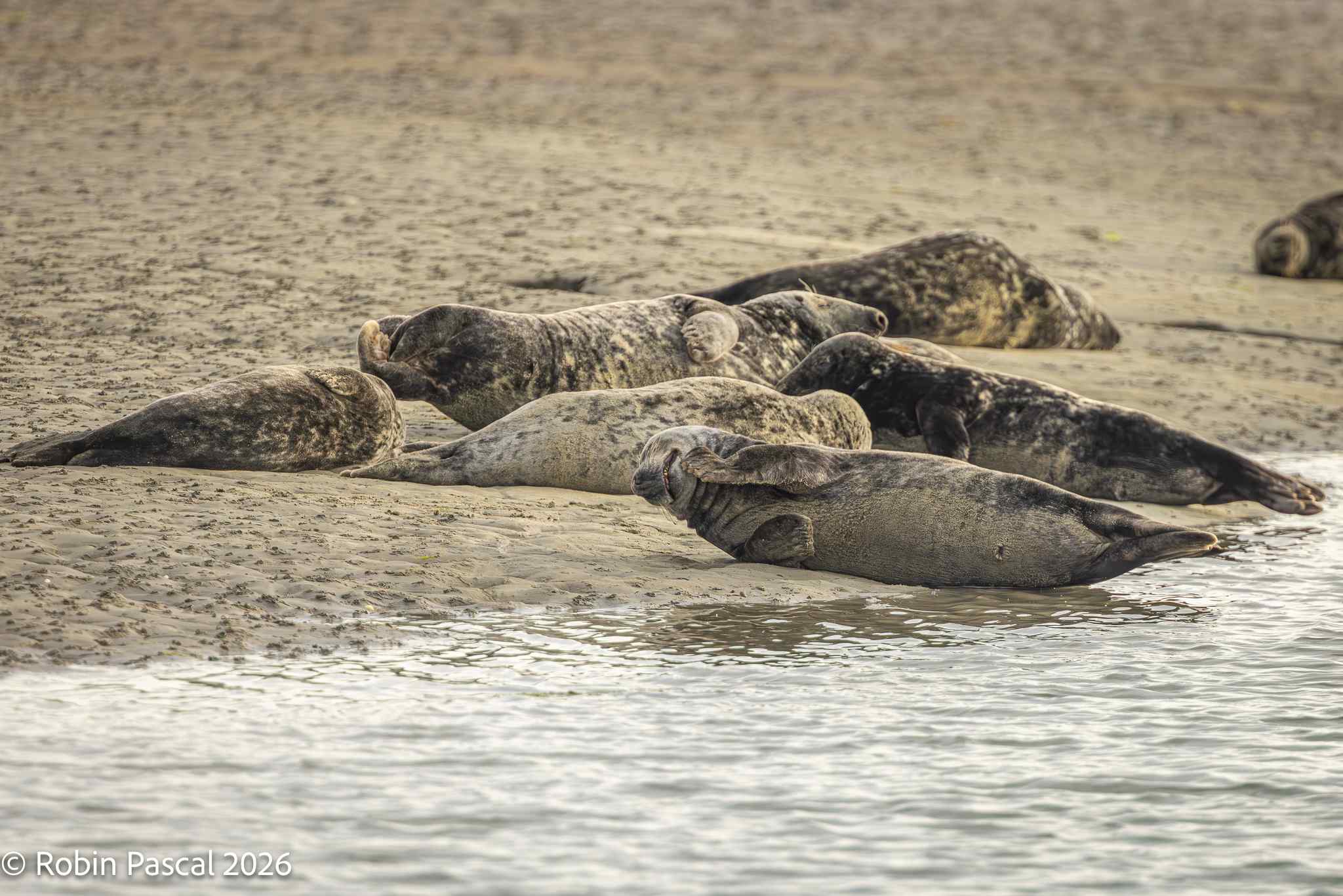 Seals Basking in Chichester Harbour