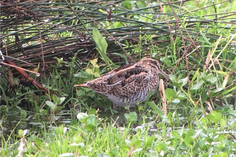 Snipe in the grass Harbour
