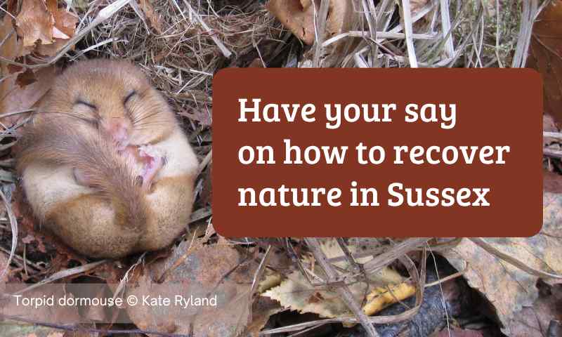 Nature Recovery Banner